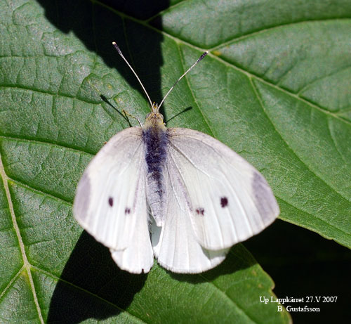 Rovfj�ril Pieris rapae