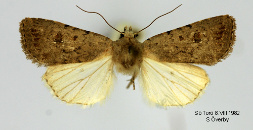 Ljusgrått lövfly Platyperigea montana
