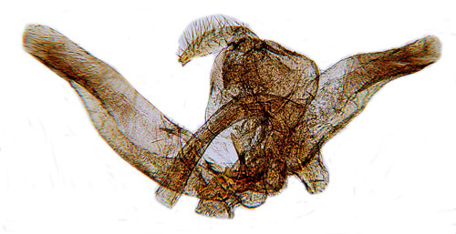 Gullrisfjdermott Platyptilia calodactyla