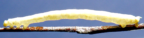 Tv�f�rgad f�ltm�tare Plemyria rubiginata