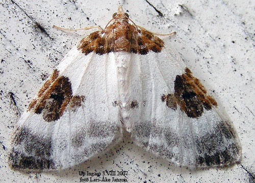 Tv�f�rgad f�ltm�tare Plemyria rubiginata