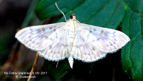 Allm�nt n�sselmott Pleuroptya ruralis