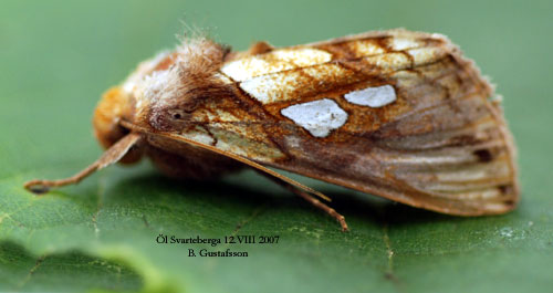 Sumpmetallfly Plusia putnami