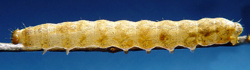 Dimmigt lundfly Polia nebulosa