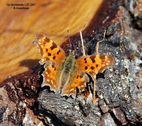 Vinb�rsfuks Polygonia c-album