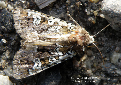 Vitfl�ckigt �ngsfly Polymixis gemmea