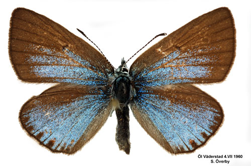 Silverbl�vinge Polyommatus amandus