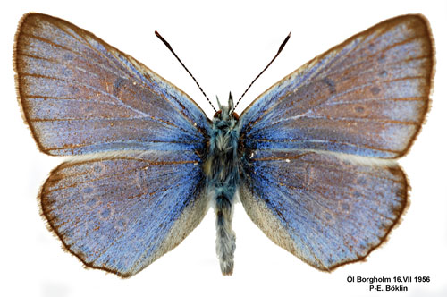 Silverbl�vinge Polyommatus amandus