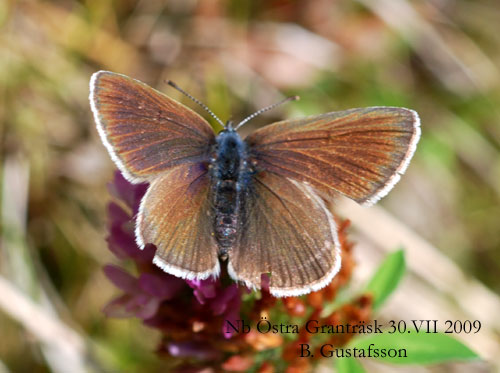 �ngsbl�vinge Polyommatus semiargus