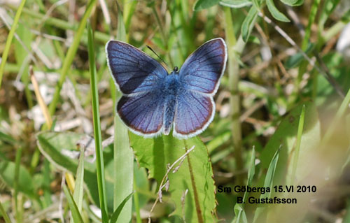 �ngsbl�vinge Polyommatus semiargus