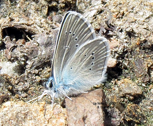 Ängsblåvinge Polyommatus semiargus