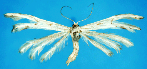 Kardborrefj�dermott Porittia galactodactyla