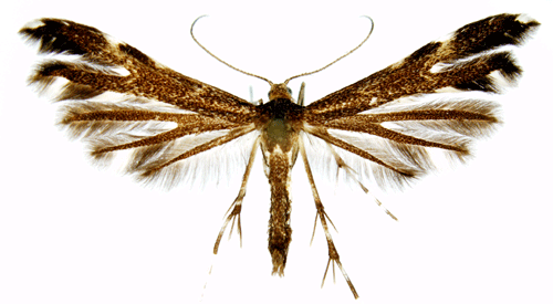 Skogssallatsfjädermott Pselnophorus heterodactylus