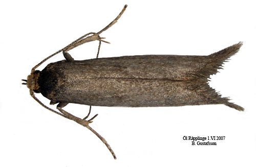 F�rsommartubmal Pseudatemelia flavifrontella
