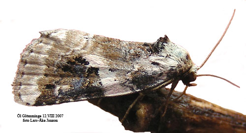 Svartfläckigt glansfly Pseudeustrotia candidula