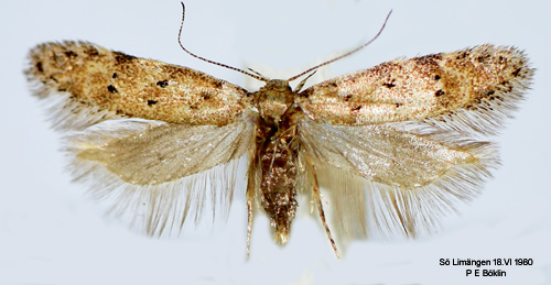Parpunktsmal Pseudotelphusa paripunctella