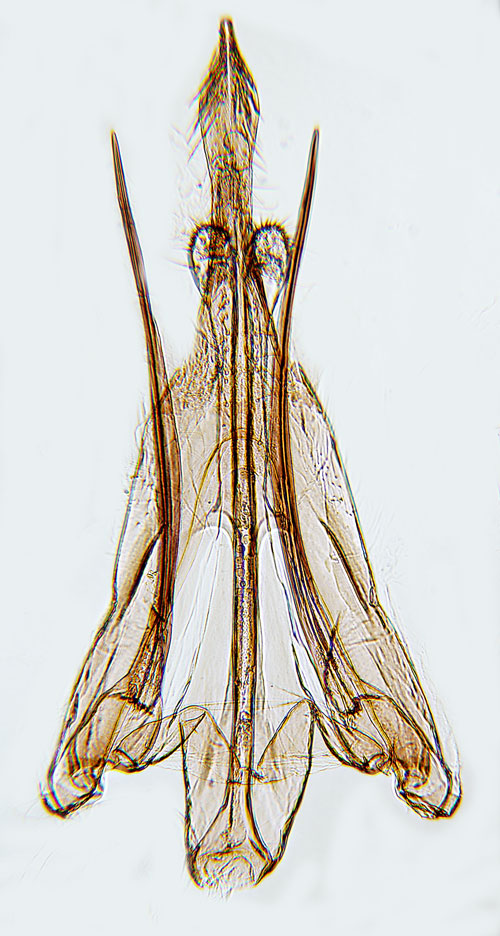 Svartvit bladkantmal Pseudotelphusa scalella