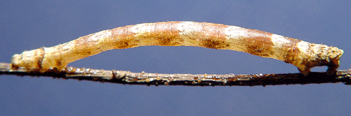 Daggig ginstm�tare Pseudoterpna pruinata