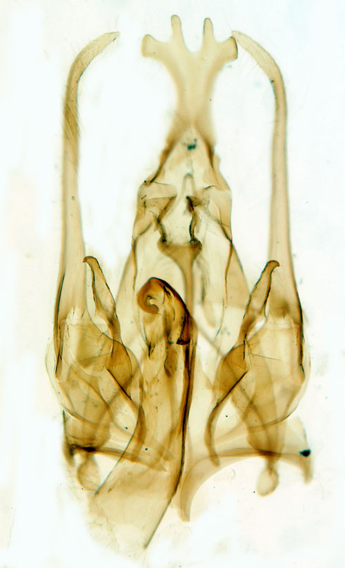 Mindre hststvmal Psoricoptera gibbosella