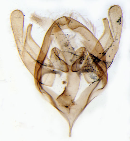 Strre strsckspinnare Psyche crassiorella