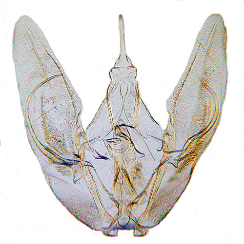 Vitt fjädermott Pterophorus pentadactylus
