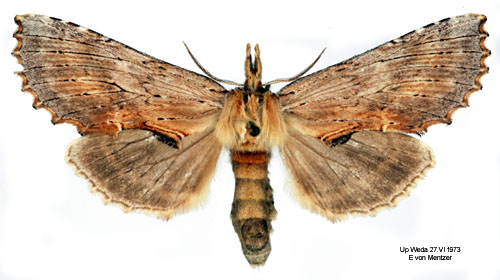 Näbbspinnare Pterostoma palpinum