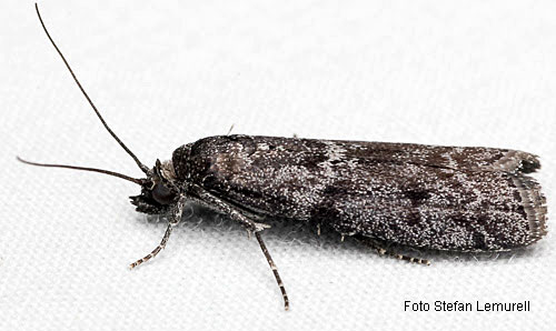 Svartbrunt ljungmott Pyla fusca