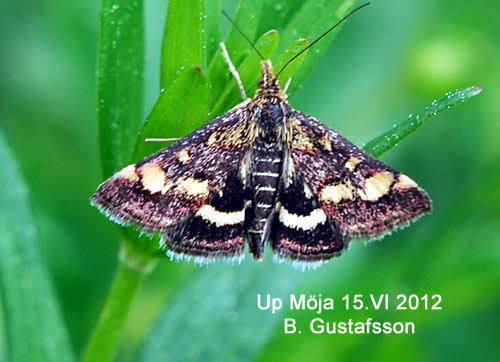 Porfyrljusmott Pyrausta porphyralis