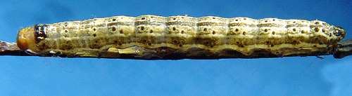 Guldfly Pyrrhia umbra