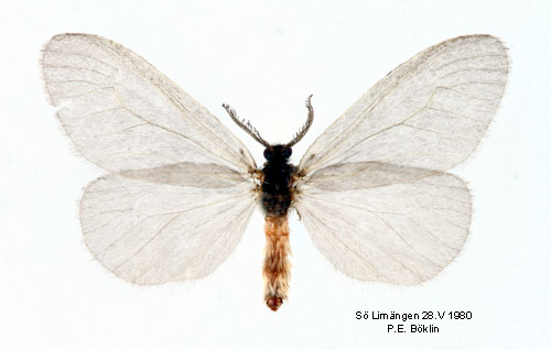 Grhrig sckspinnare Sterrhopterix fusca