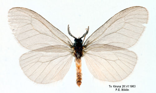 Gulhrig sckspinnare Sterrhopterix standfussi