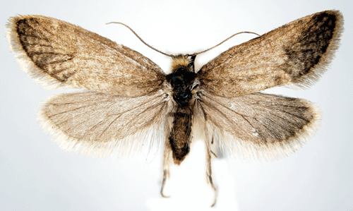 Nordisk rrsckspinnare Taleporia borealis