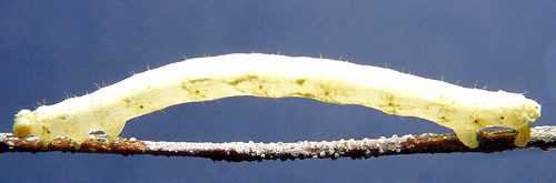 Berberistofsm�tare Rheumaptera cervinalis