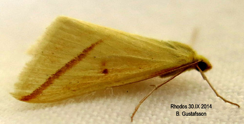 Svavelmätare Rhodometra sacraria