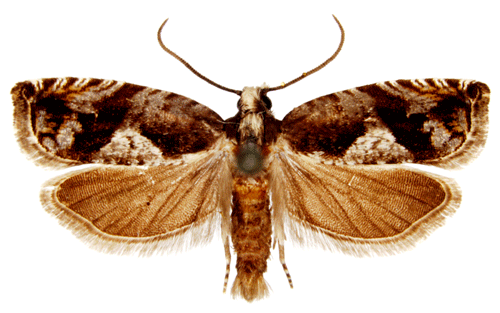 Lingonhakvecklare Rhopobota ustomaculana
