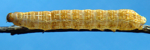 M�rkbrunt skuggfly Rusina ferruginea