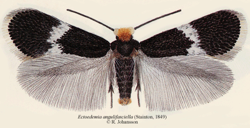 Bågbandad nypondvärgmal Ectoedemia angulifasciella