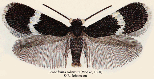 Stenbärsdvärgmal Ectoedemia rubivora