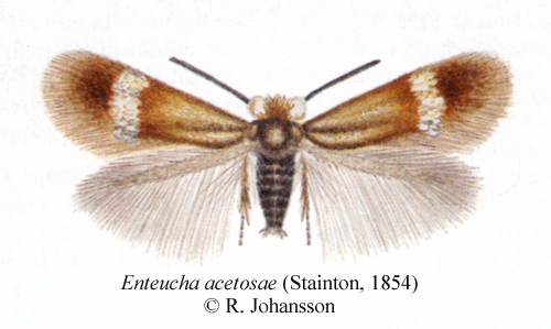 Syradvärgmal Enteucha acetosae
