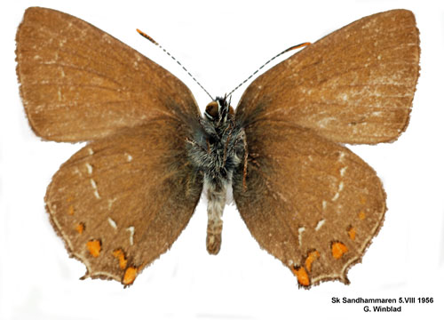 Krattsnabbvinge Satyrium ilicis