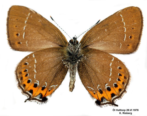 Busksnabbvinge Satyrium pruni