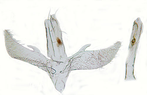 Snedstreckad g�k�rtsmal Sauterina hofmanniella