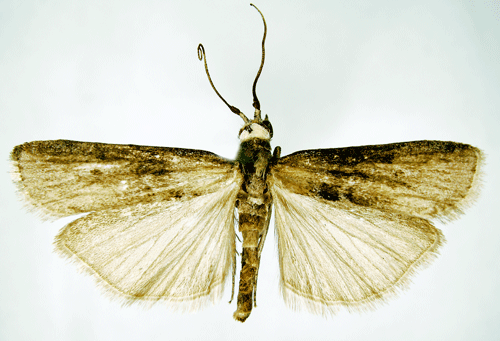 �stligt molnmott Sciota fumella