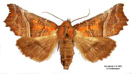 Flikfly Scoliopteryx libatrix