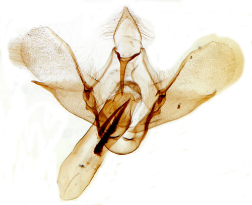 Hsthovsugglemott Scoparia subfusca