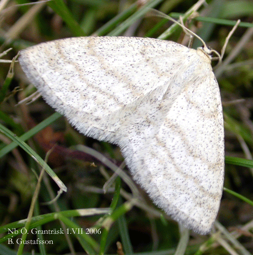 Bl�b�rsl�vm�tare Scopula ternata