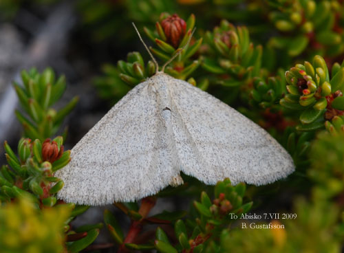 Bl�b�rsl�vm�tare Scopula ternata