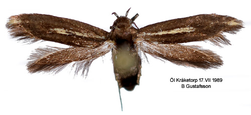 Knavelfältmal Scythris cicadella
