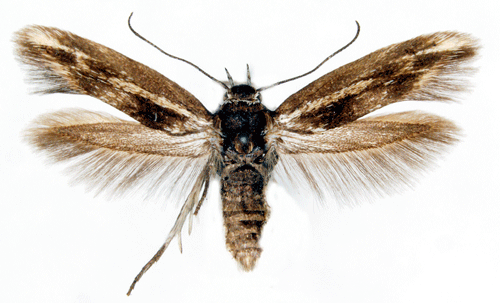 Knavelfältmal Scythris cicadella