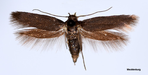 Ögonbrynsfältmal Scythris picaepennis